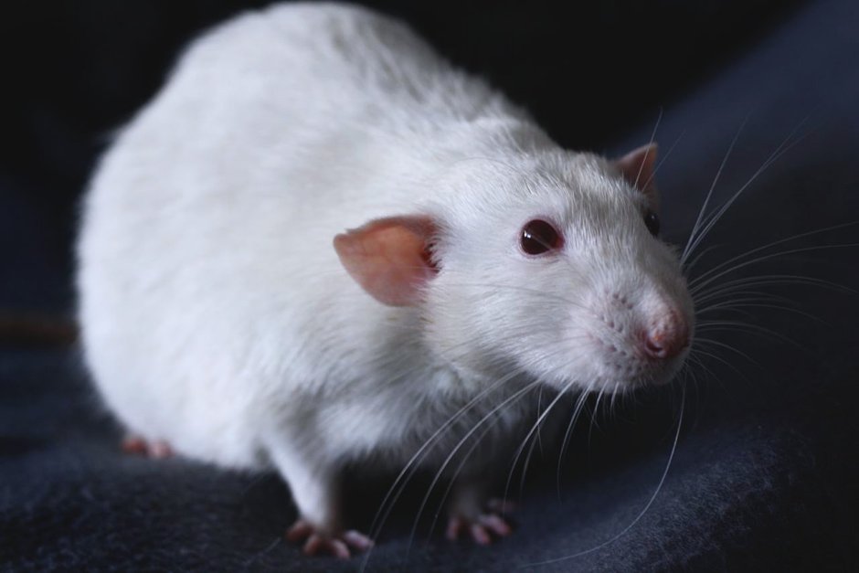 Крыса Дамбо голубая норка