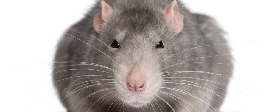 Крыса улыбается