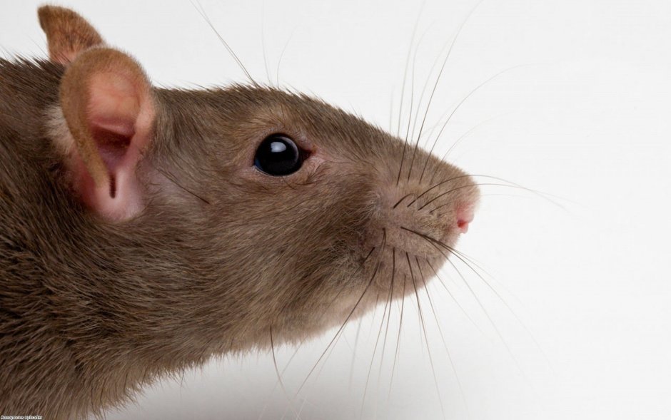 Лохматая черная крыса