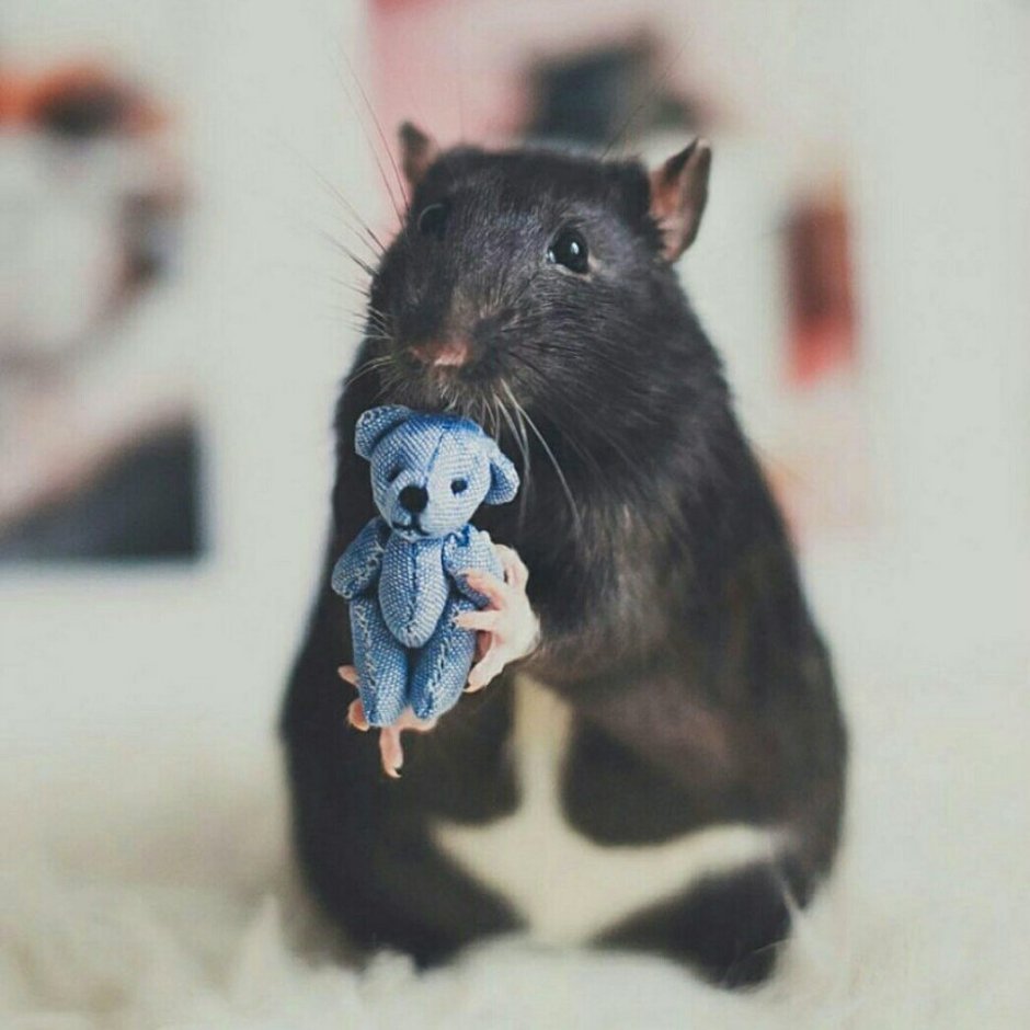 Гималайская крыса Дамбо