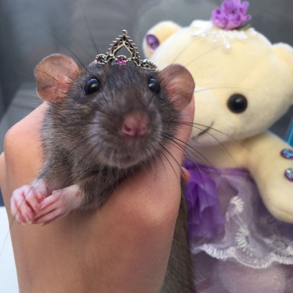 Маленькая белая крыса