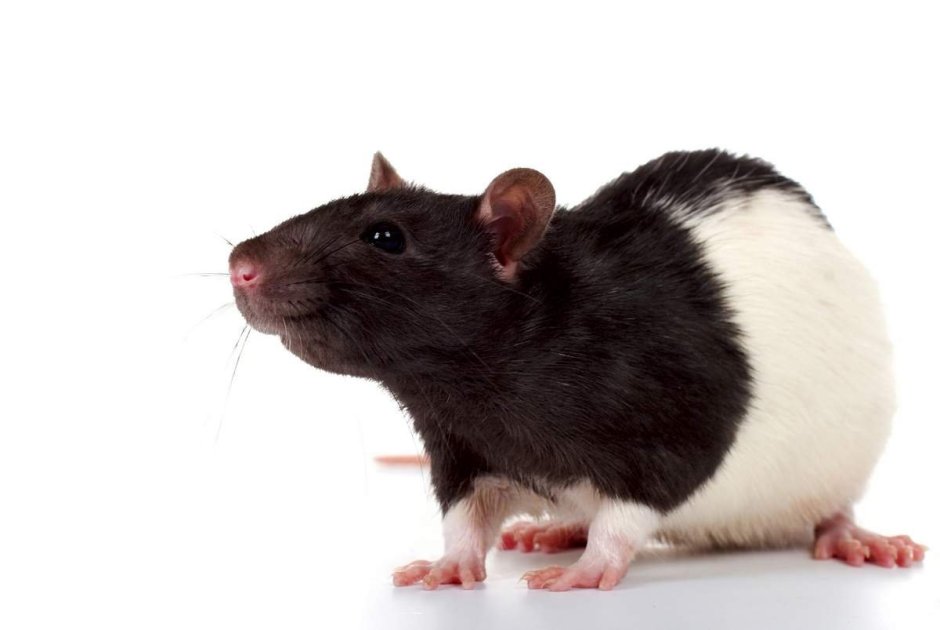 Парные крысы