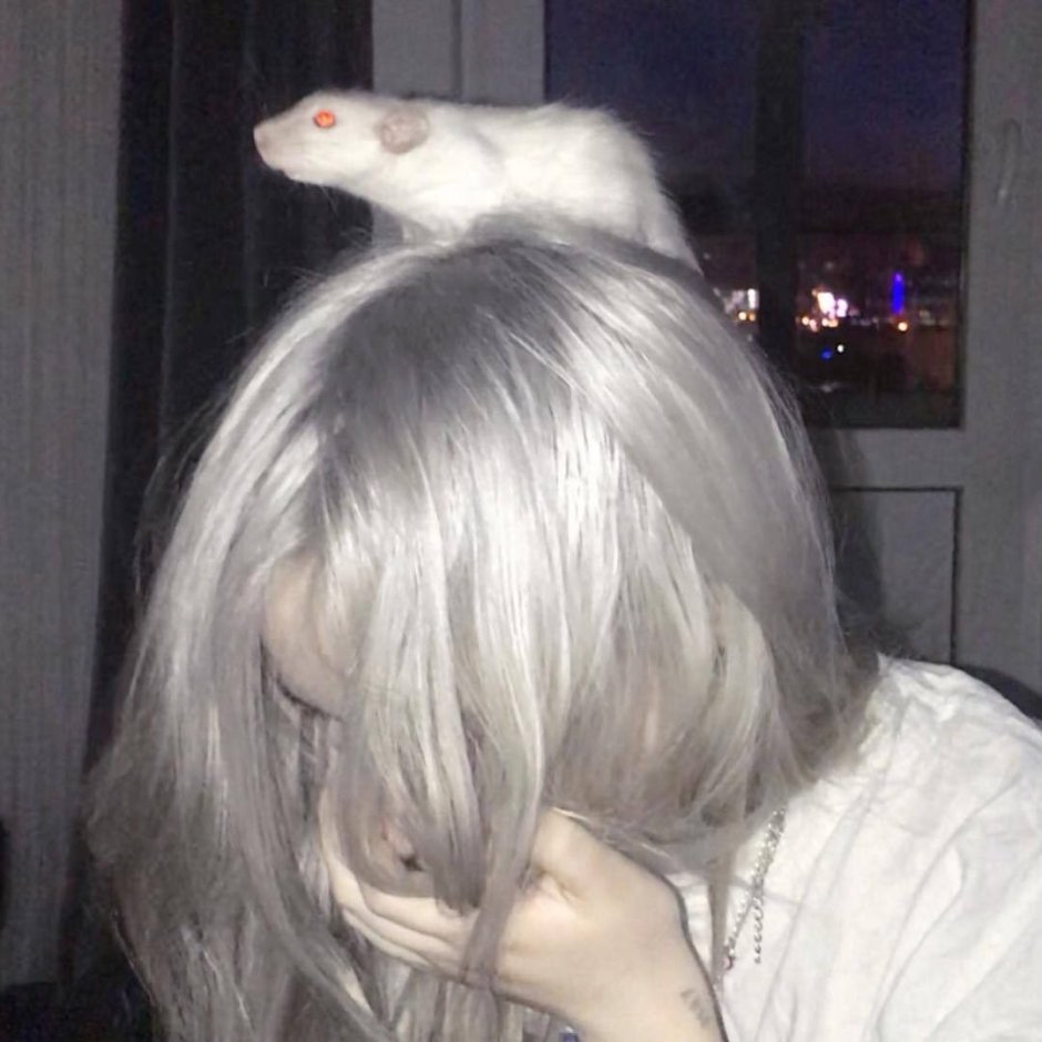 Крыса бурмиз Дамбо