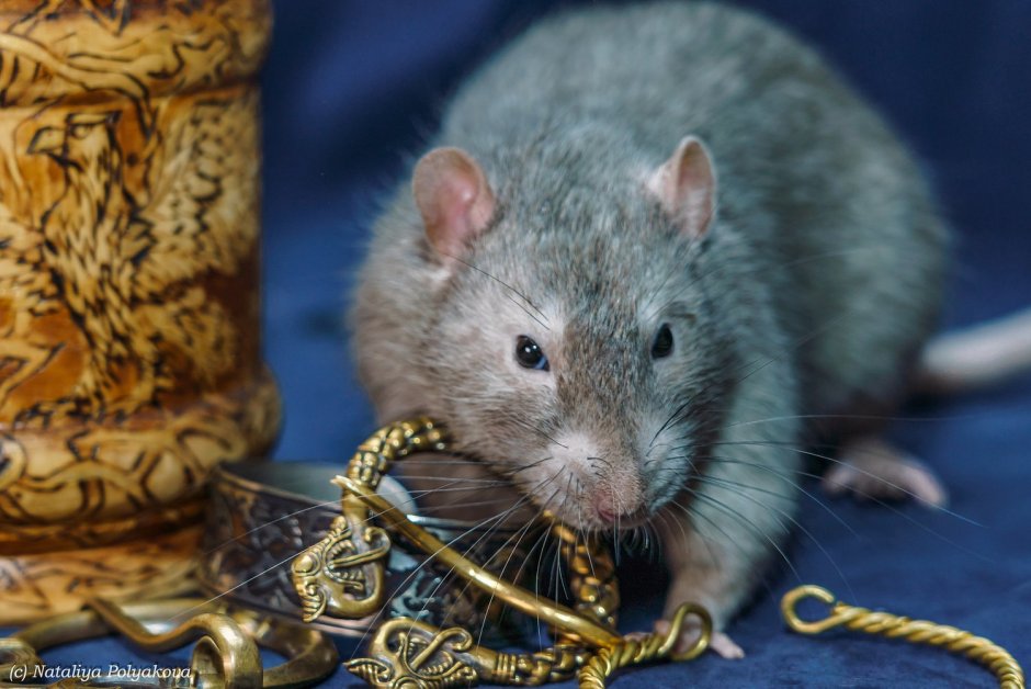 Девушка с крысой Эстетика