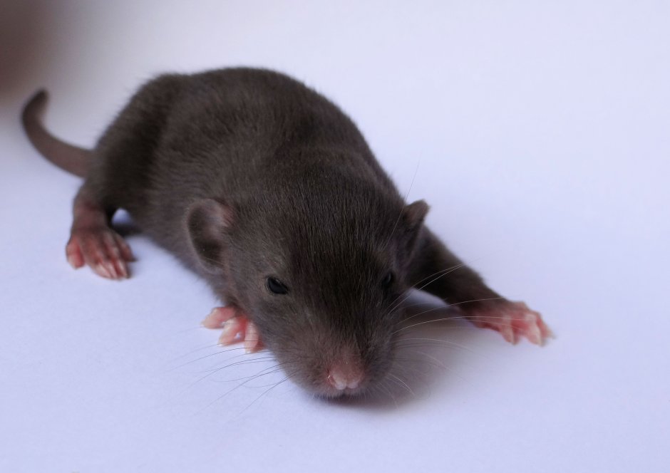 Джунгарский хомяк Хома