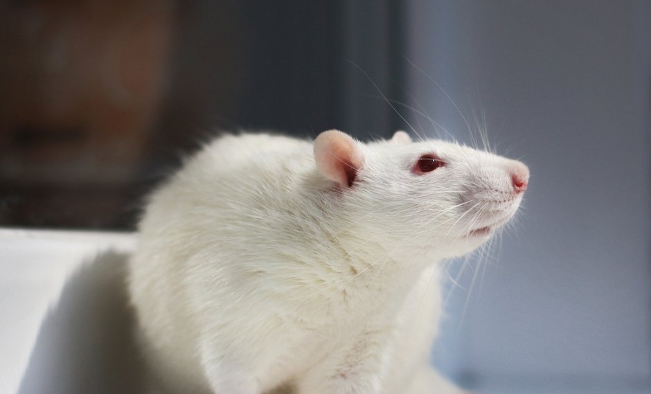 Красивые крысы