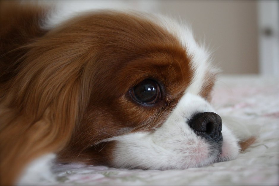 Кинг Чарльз спаниель морда