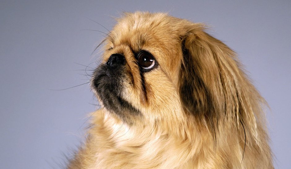 Порода собак Пекинес фото