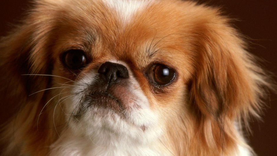 Пекинес рыжий