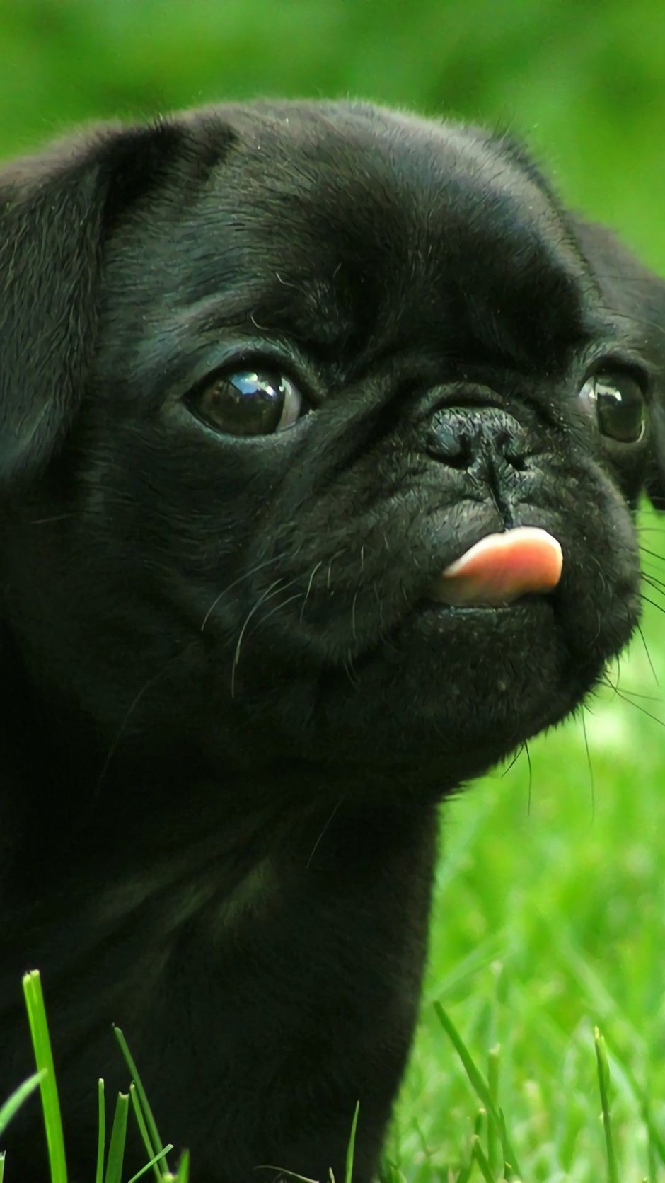 Курносые собаки породы