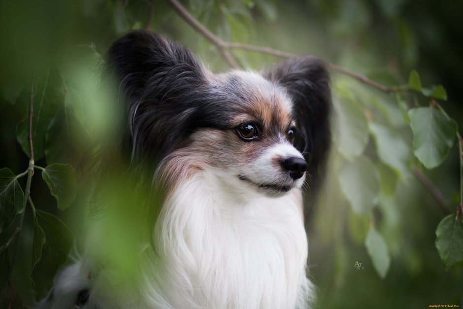 Курносая собака