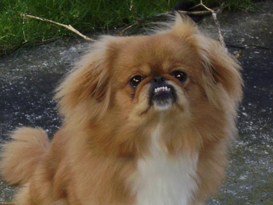 Маленькие курносые собачки породы