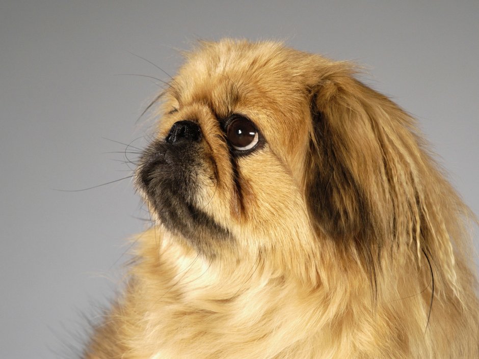 Кинг Чарльз спаниель и Папийон