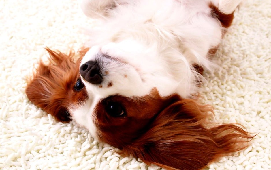 Алисия Браун порода собак