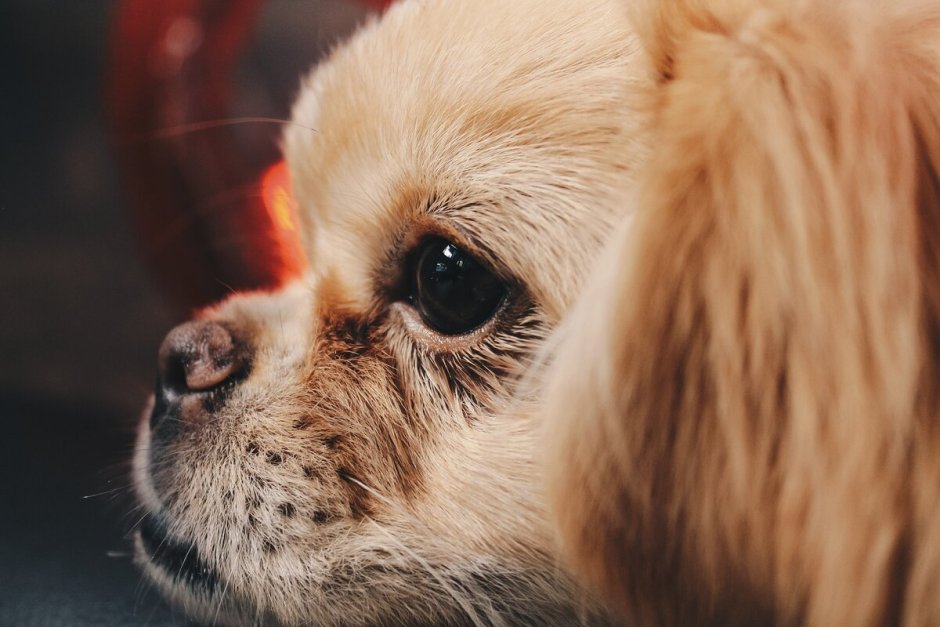 Порода собак японский Хин