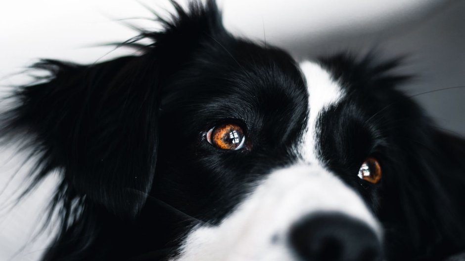 Померанский шпиц Беленький