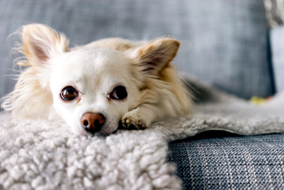 Чихуахуа Аборигенная порода