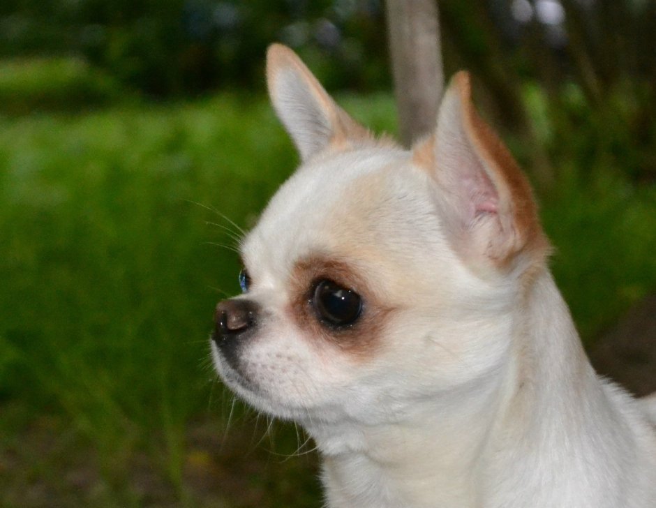 Кокер спаниель кавалер Кинг Чарльз