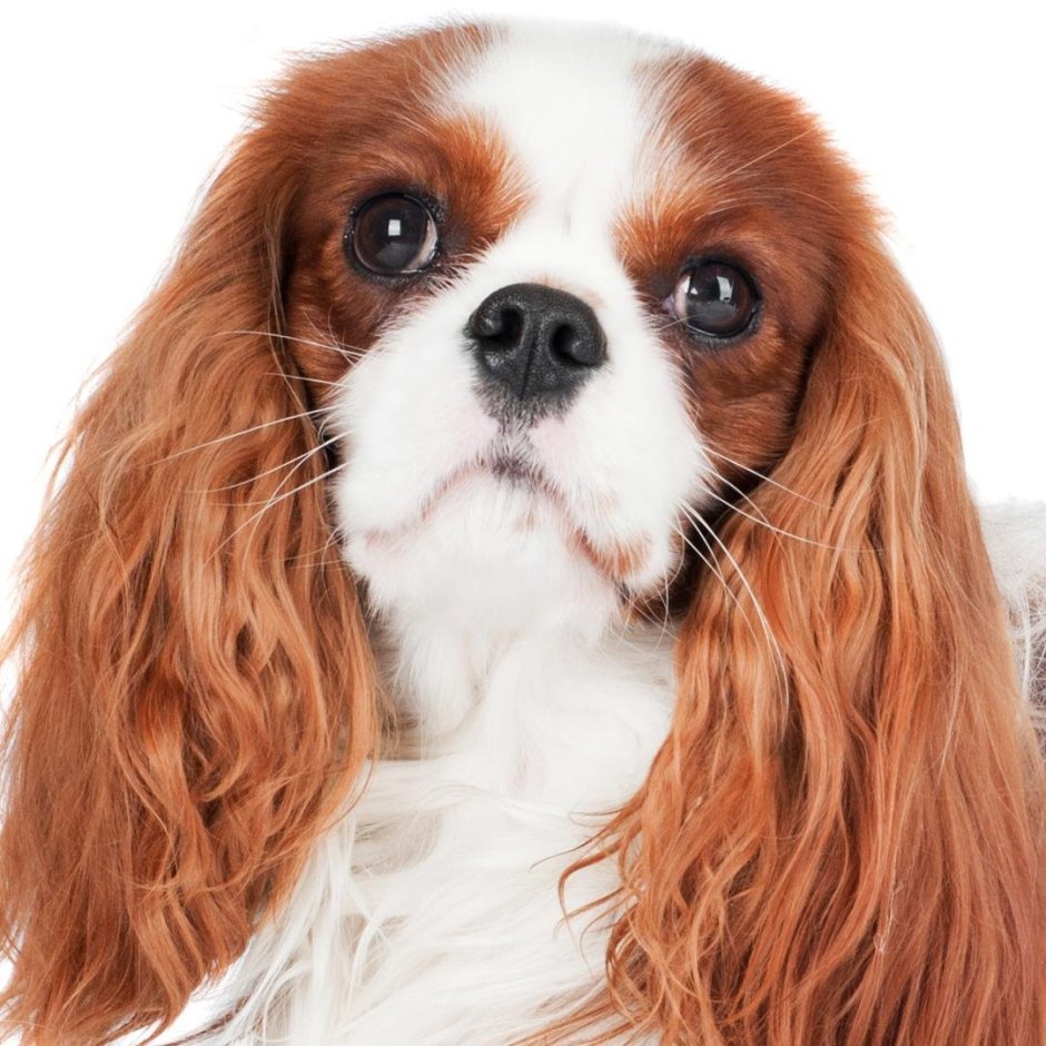 Метис бордосского дога