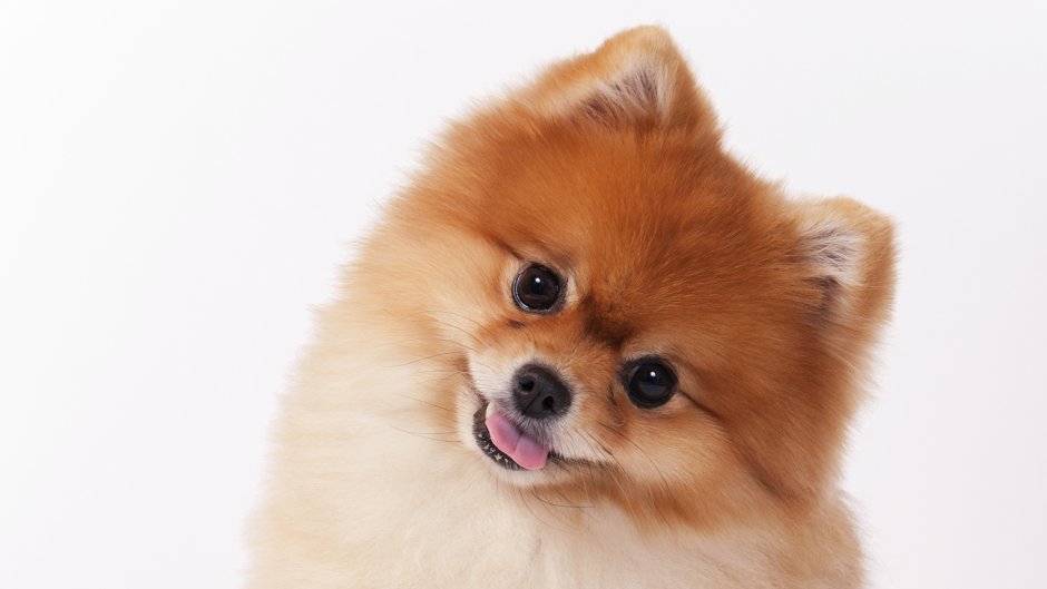 Швейцарский шпиц собака