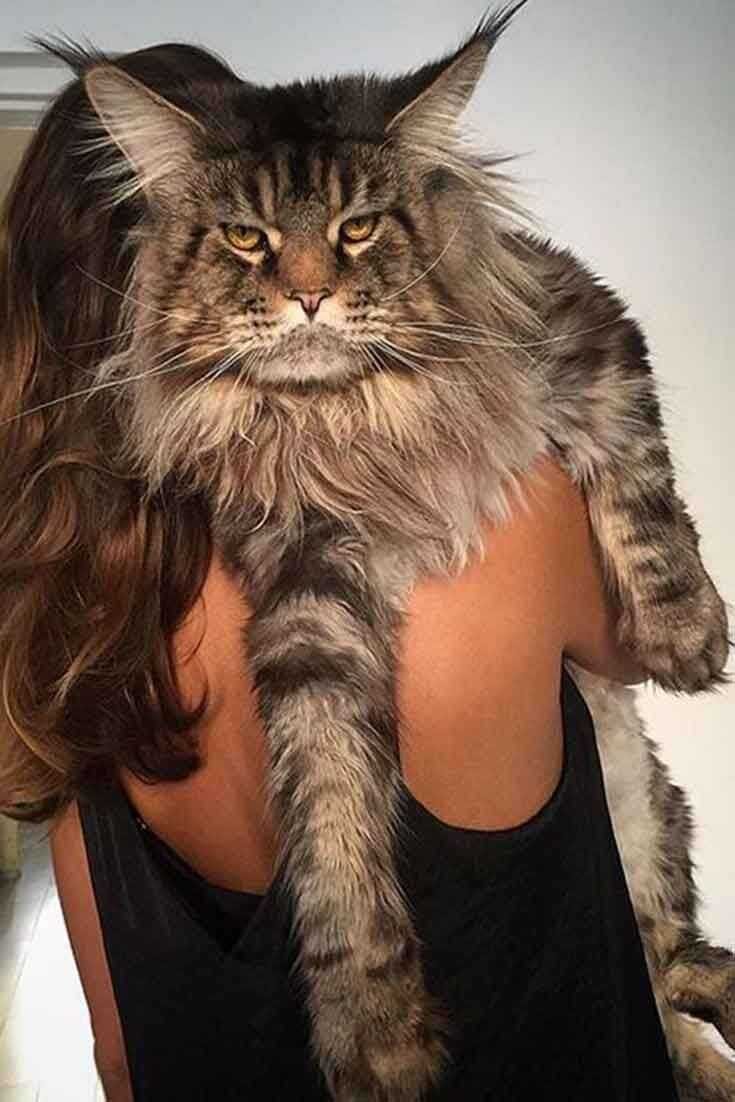 Гигантский Мейн кун