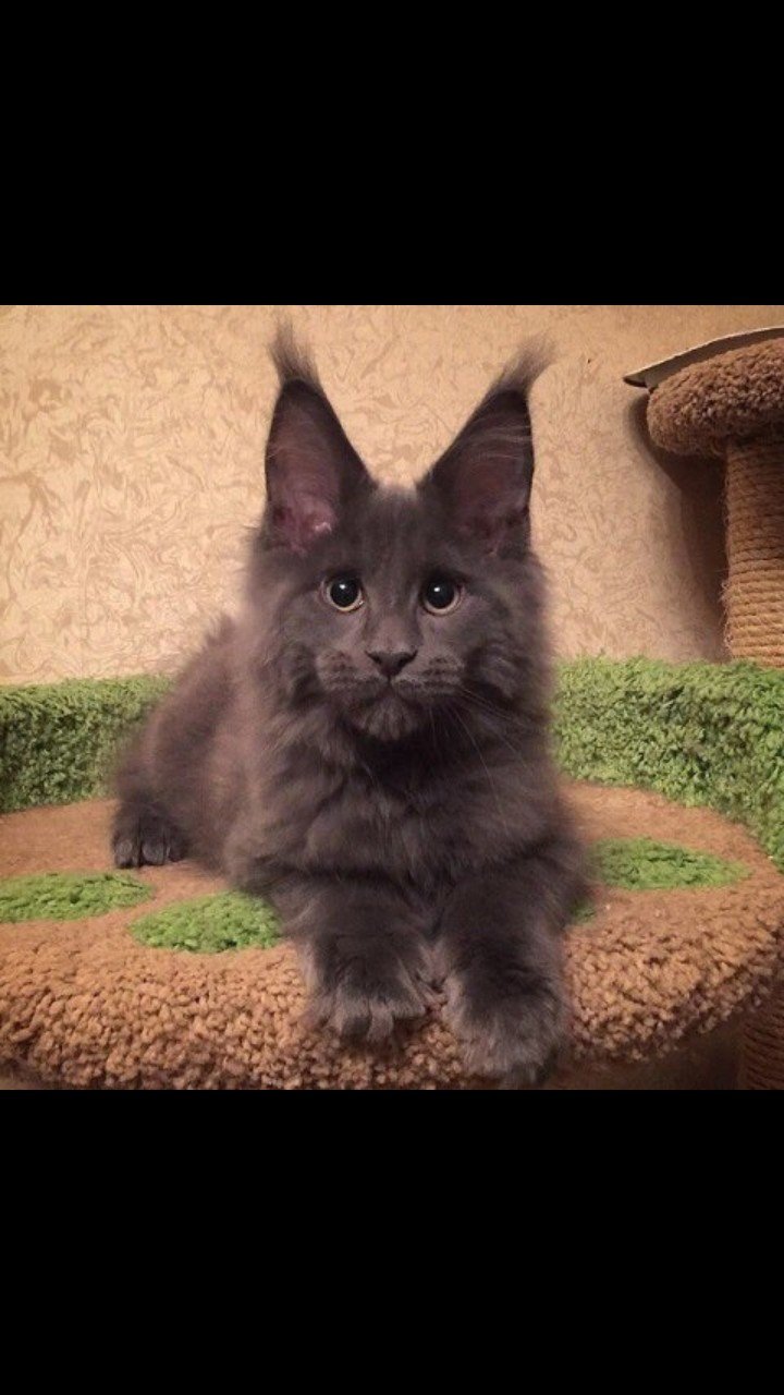 Мейн кун Вася