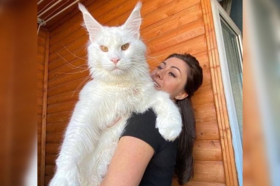 Кот кефир Мейн кун