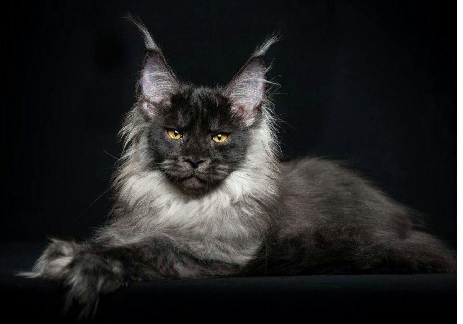 Породистый Мейн кун