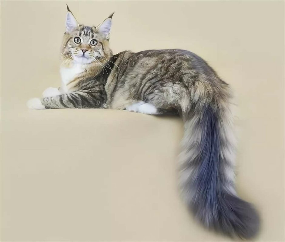 Мейн кун кошка хвост