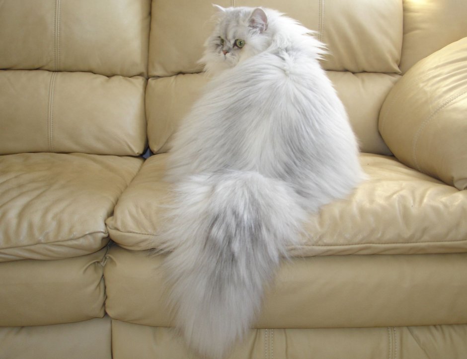 Шиншилла кошка Персидская с мэйнкуном