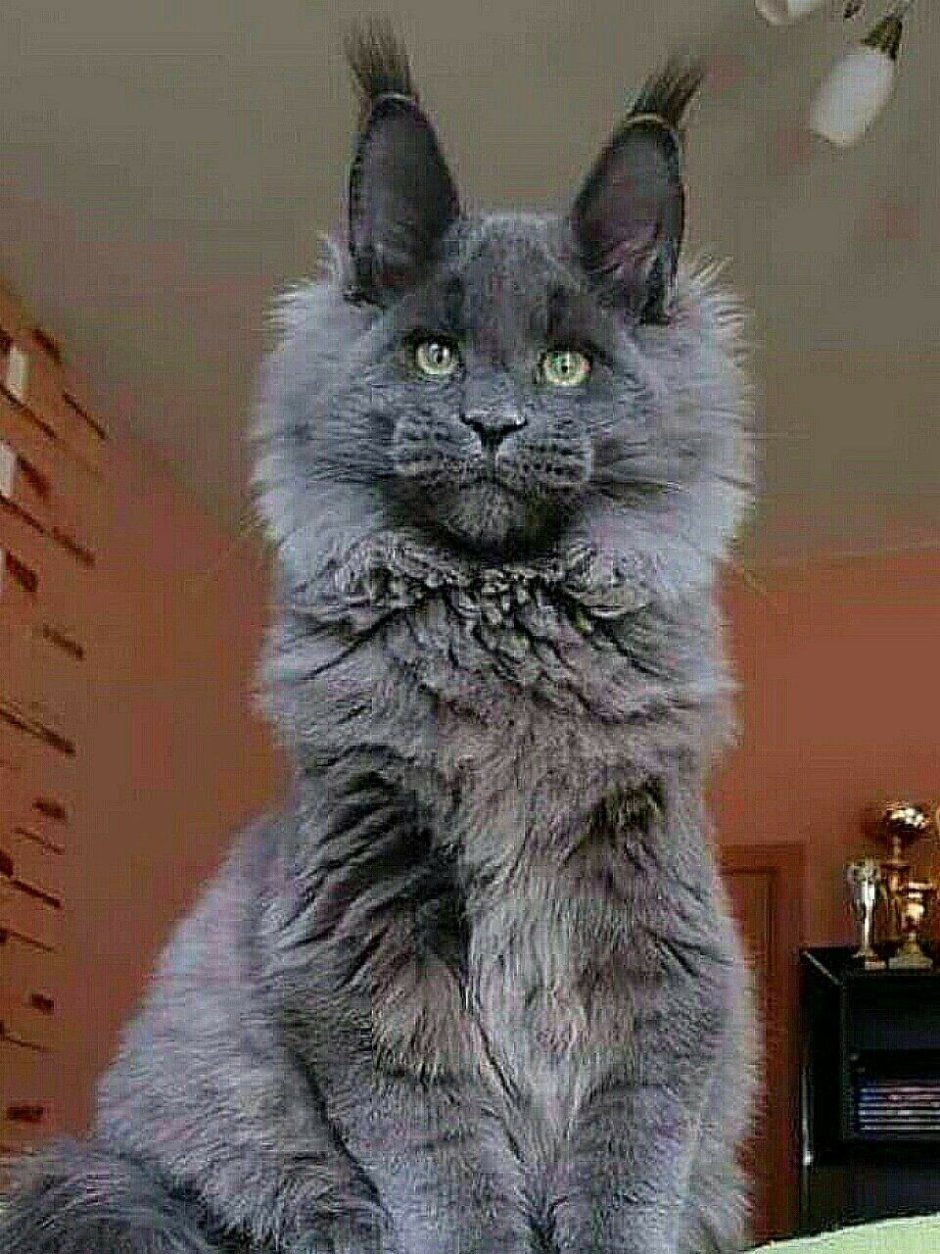 Американский Мейн кун серый