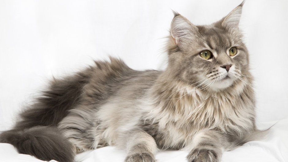 Самые большие котята