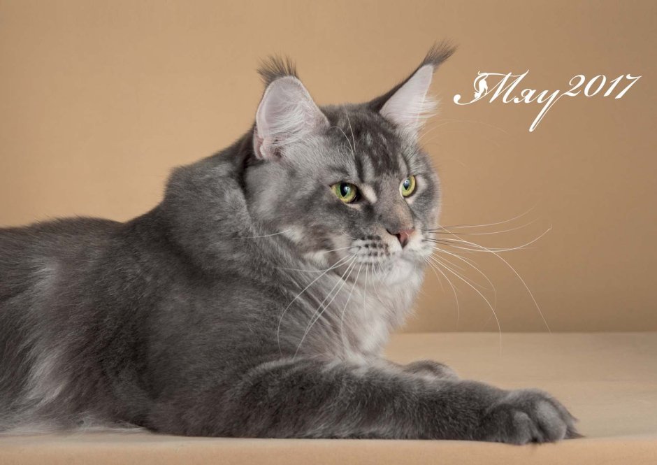 Тиккированный Мейн кун