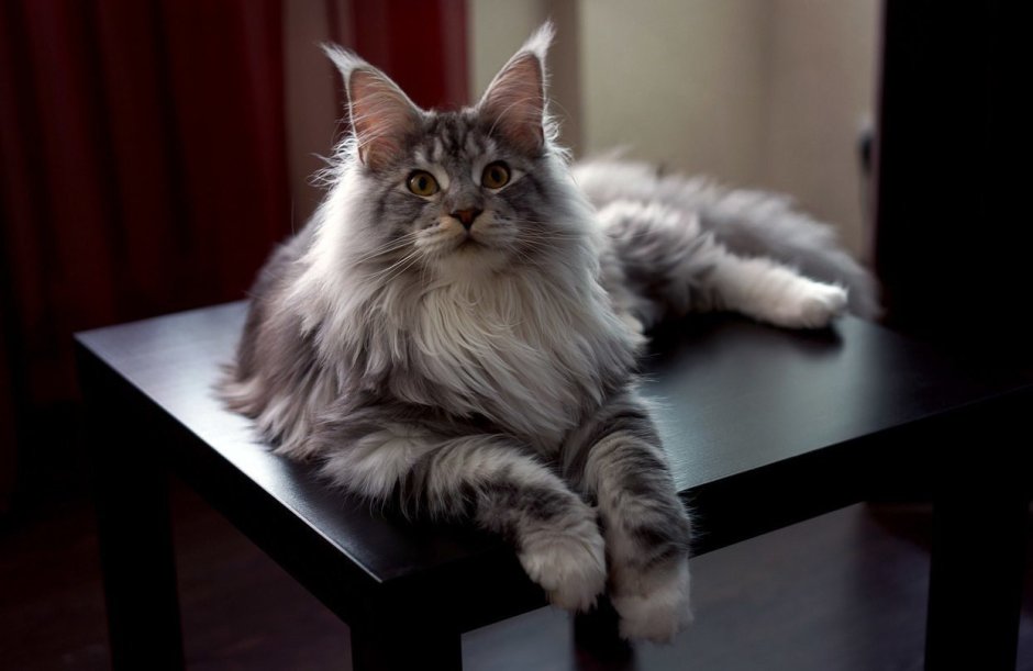 Пушистые Мейн куны