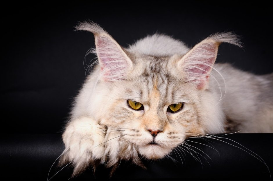 Королевский Мейн кун