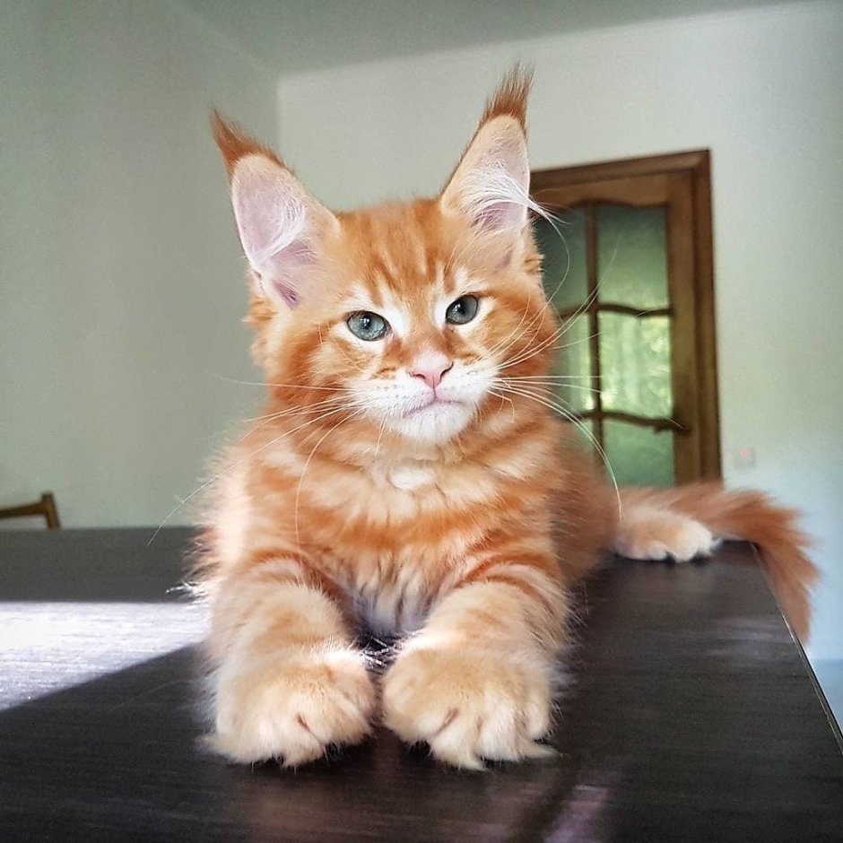 Мейн кун красный табби