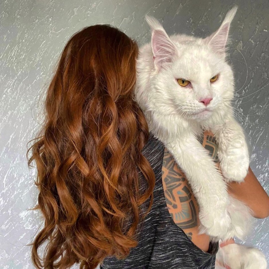 Фото белый гигантский кот в России