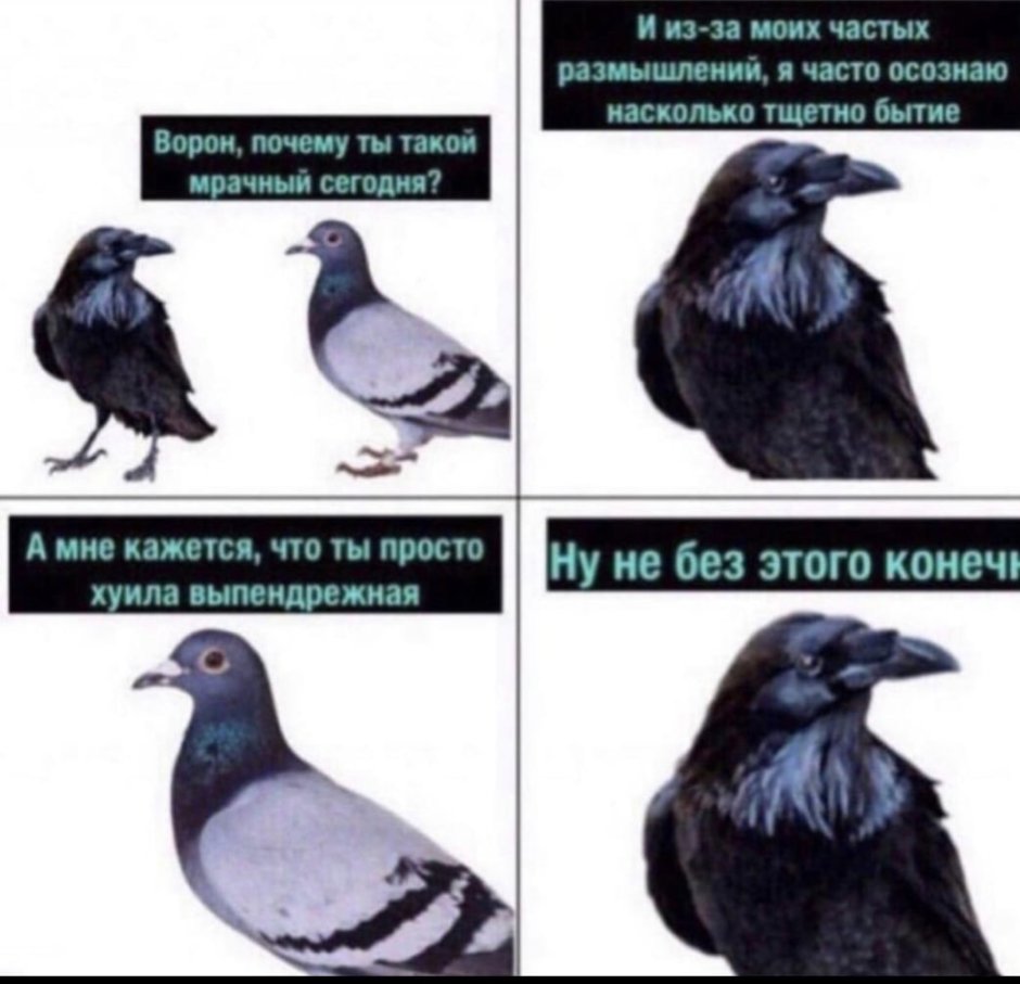 Ворона и голубь