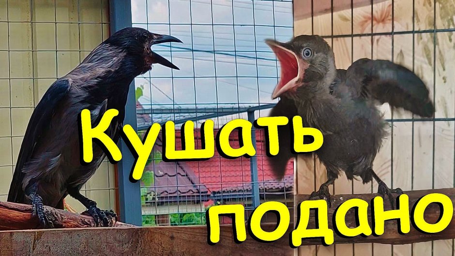 Мем с вороной