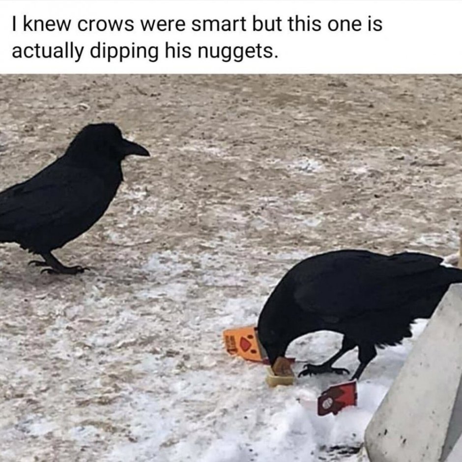 Голубь бухает