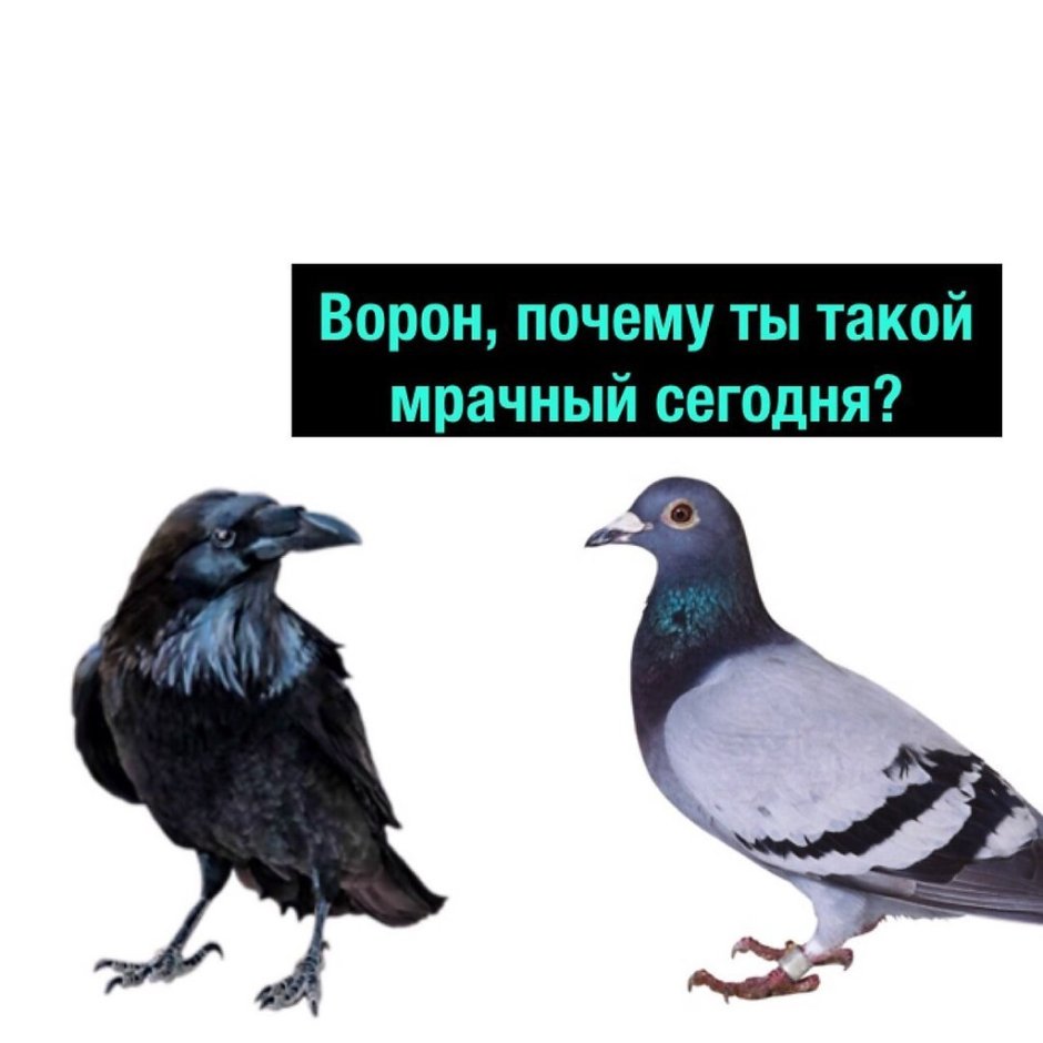 Ворон и голубь