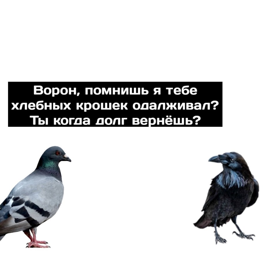 Голубь и ворон Мем