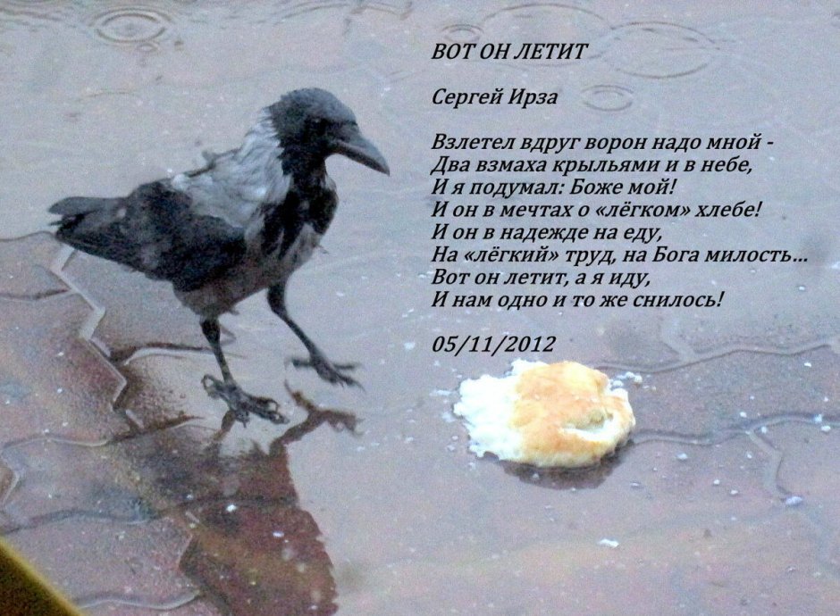 Парящий ворон