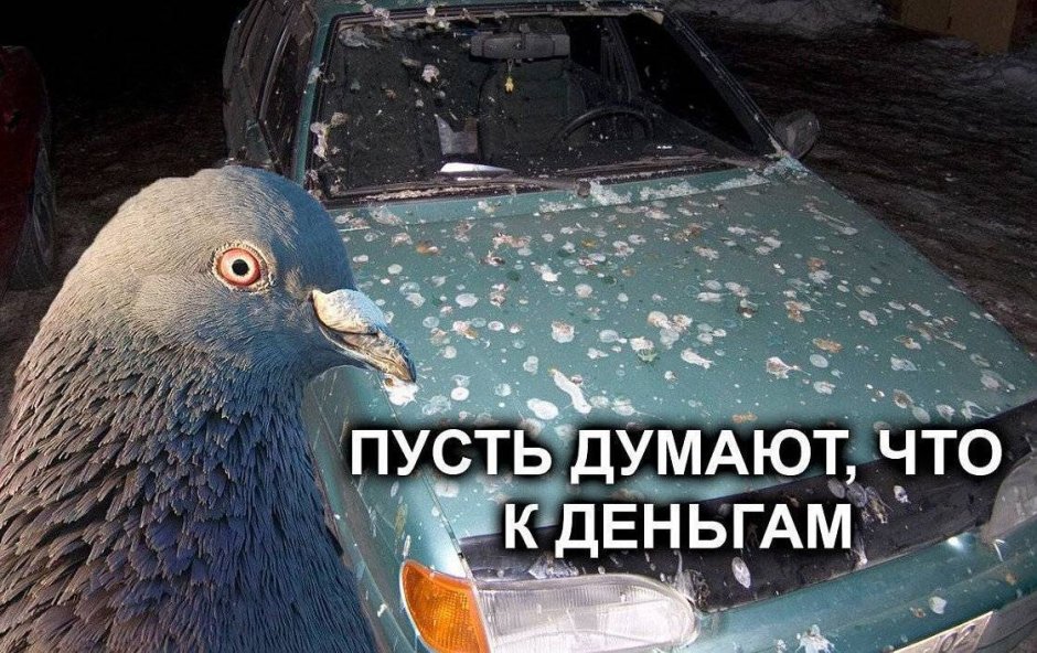 Почтовые голуби в древности