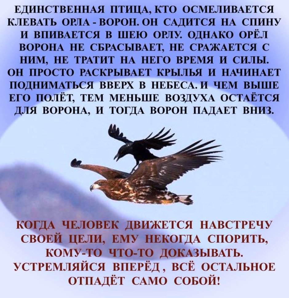 Книги про голубей