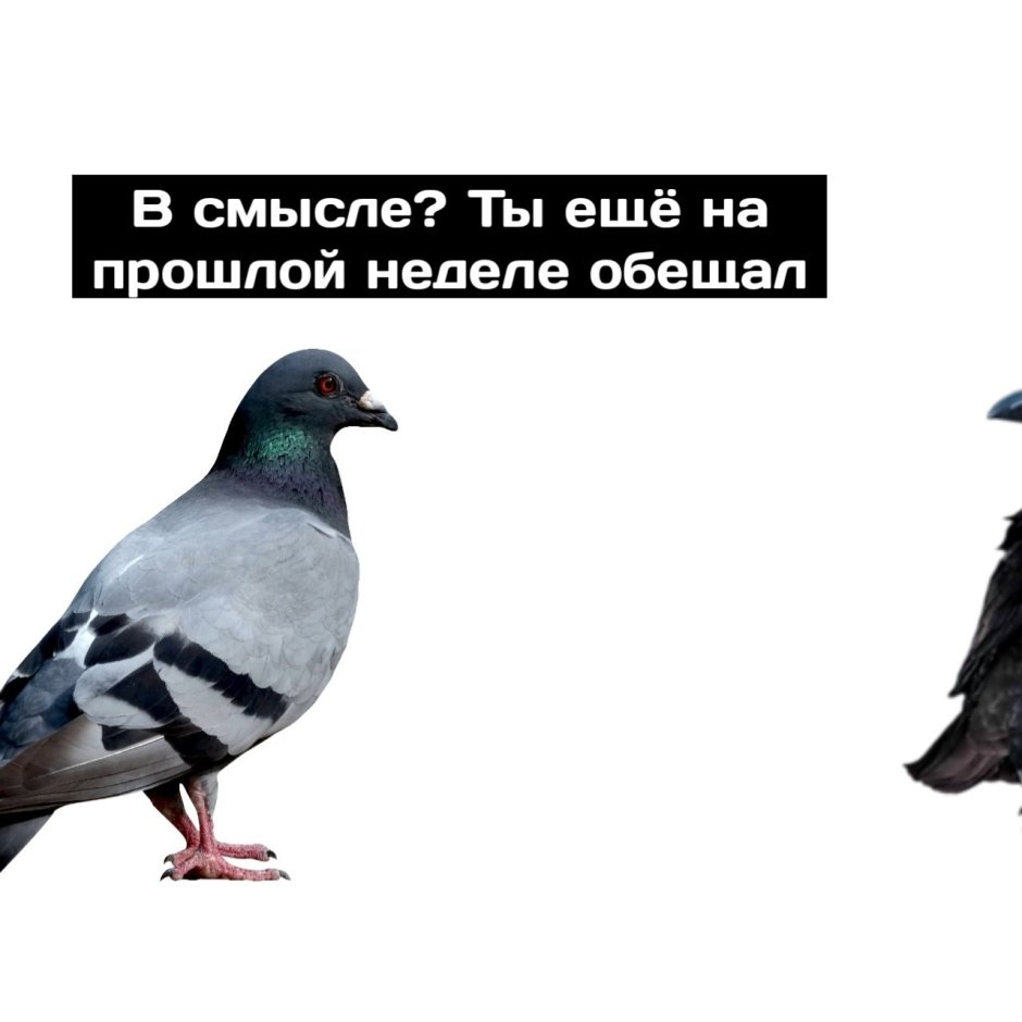 Михаил Ниткин художник ворон