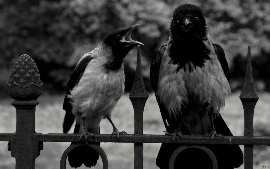 Crow and Raven differences
