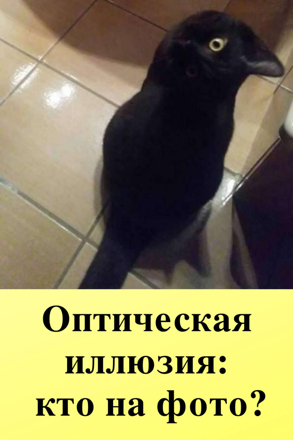 Голубка и ворон