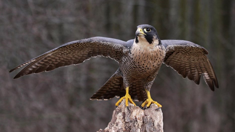 Скопа (Pandion haliaetus)