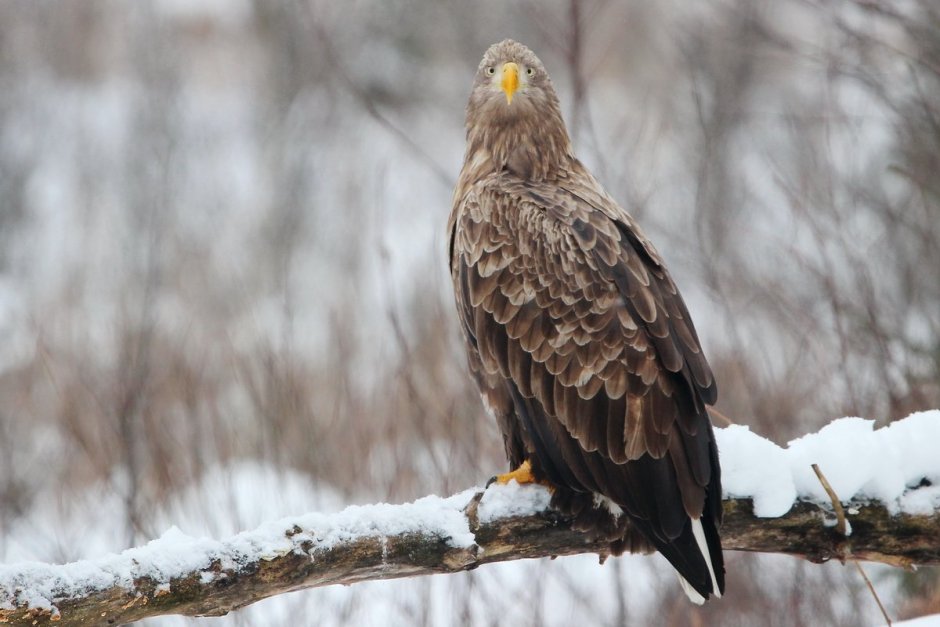 Орлан-белохвост Haliaeetus albicilla (Linnaeus, 1758)